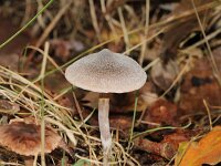 Cortinarius hemitrichus