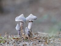 Cortinarius paleifer 7, Paarse pelargoniumgordijnzwam, Saxifraga-Luuk Vermeer