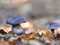 Cortinarius violaceus 22 Violette gordijnzwam, Saxifraga-Luuk Vermeer