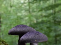 Cortinarius violaceus 24, Violette gordijnzwam, Saxifraga-Luuk Vermeer