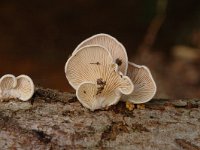 Crepidotus cesatii 1, Rondsporige oorzwam, Saxifraga-Jan van der Straaten