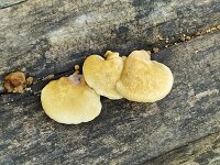 Fungus Peeling oysterling (Crepidotus mollis)  Fungus Peeling oysterling (Crepidotus mollis) : Peeling oysterling, Crepidotus mollis, soft slipper, jelly crep, yellow, white, 3, three, fungus, fungi, mycology, biology, nature, natural, growth, wild, color, outside, outdoor, outdoors, nobody, no people, season, fall, autumn, autumnal, mushroom, mushrooms, cap, caps