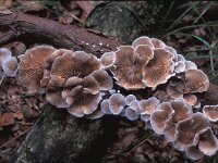 Crepidotus variabilis, Variable Oysterling