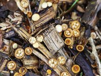 Group of Yellow bird’s nest fungus (Crucibulum crucibuliforme) on wood chips  Group of Yellow bird’s nest fungus (Crucibulum crucibuliforme) on wood chips : group, Yellow bird’s nest fungus, splash cup, Crucibulum crucibuliforme, wood, wooden, chips, yellow, bird's nest, nests, egg, eggs, cup, cups, fungus, fungi, mycology, biology, nature, natural, growth, wild, color, outside, outdoor, outdoors, nobody, no people, season, fall, autumn, autumnal