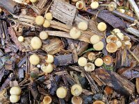 Nest-like fungi Crucibulum crucibuliforme on wood chips  Nest-like fungi Crucibulum crucibuliforme on wood chips : fungus, fungi, mycology, biology, nature, natural, growth, wild, color, outside, outdoor, outdoors, nobody, no people, season, fall, autumn, autumnal, mushroom, mushrooms, cap, caps, toadstool, toadstools, Crucibulum crucibuliforme, wood chips, wood, chip, chips, yellow, nest, egg, eggs