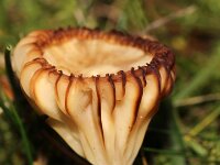 Cuphophyllus virgineus