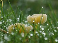 Cuphophyllus virgineus 3, Sneeuwzwammetje, Saxifraga-Foto Fitis-Sytske Dijksen