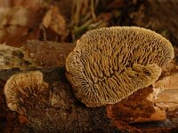 Daedalea quercina 3, Doolhofzwam, Saxifraga-Marijke Verhagen