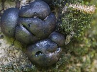 Daldinia concentrica