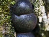 Daldinia concentrica 1, Kogelhoutskool zwam, Saxifraga-Jan Nijendijk
