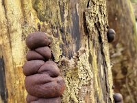 Coal fungus (Daldinia concentrica) on decaying wood of dead tree trunk  Coal fungus (Daldinia concentrica) on decaying wood of dead tree trunk : coal fungus, King Alfred's cake, cramp balls, Daldinia concentrica, dead, tree, trunk, brown, round, many, fungus, fungi, mycology, biology, nature, natural, growth, wild, color, outside, outdoor, outdoors, nobody, no people, season, fall, autumn, autumnal, winter, wintertime, wood, wooden