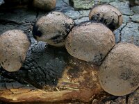 Daldinia vernicosa 4, Glanzende houtskoolzwam, Saxifraga-Lucien Rommelaars