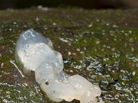 Exidia thuretiana 5, Stijfselzwam, Saxifraga-Jan Nijendijk