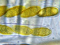 Fenestella fenestrata 3, Micro, Saxifraga-Lucien Rommelaars