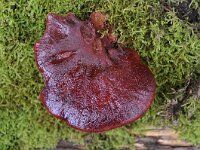 Fistulina hepatica 13, Biefstukzwam, Saxifraga-Luuk Vermeer