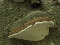Fomes fomentarius 16, Echte tonderzwam, Saxifraga-Willem van Kruijsbergen