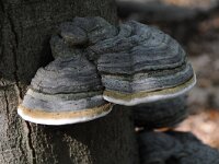 Fomes fomentarius 26, Echte tonderzwam, Saxifraga-Luuk Vermeer