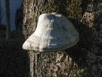 Fomes fomentarius 37, Echte tonderzwam, Saxifraga-Jan van der Straaten