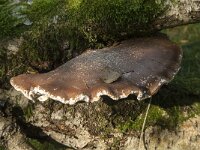 Fomitopsis  betulina 8, Berkenzwam,Saxifraga-Jan van der Straaten