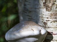 Fungus Birch polypore (Fomitopsis betulina (previously Piptoporus betulinus)) on trunk of Birch tree  Fungus Birch polypore (Fomitopsis betulina (previously Piptoporus betulinus)) on trunk of Birch tree : birch polypore, birch bracket, razor strop, Fomitopsis betulina, bracket fungus, fungus, fungi, birch, trunk, betula, nobody, no people, outside, outdoors, outdoor, fall, autumn, autumnal, nature, natural, edible, tree, bark
