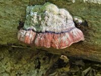 Fungus Red-belted conk (Fomitopsis pinicola) on dead trunk  Fungus Red-belted conk (Fomitopsis pinicola) on dead trunk : red-belted conk, conk, Fomitopsis pinicola, dead, trunk, fungus, fungi, nature, natural, growth, color, outside, outdoor, outdoors, nobody, no people, season, fall, autumn, autumnal, white, red