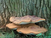 Ganoderma pfeifferi