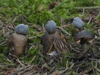 Geastrum quadrifidum 12, Vierslippige aardster, Saxifraga-Willem van Kruijsbergen
