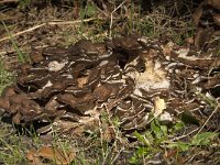 Grifola frondosa 8, Eikhaas, Saxifraga-Willem van Kruijsbergen