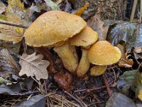 Fungus Spectacular rustgill (Gymnopilus junonius)  Fungus Spectacular rustgill (Gymnopilus junonius) : fungus, fungi, mycology, biology, nature, natural, growth, wild, color, outside, outdoor, outdoors, nobody, no people, season, fall, autumn, autumnal, mushroom, mushrooms, cap, caps, toadstool, toadstools, stem, stems, spectacular rustgill, rustgill, Gymnopilus junonius, three, 3