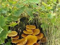 Cluster of Spectacular rustgill mushrooms (Gymnopilus junonius)  Cluster of Spectacular rustgill mushrooms (Gymnopilus junonius) : cluster, Spectacular rustgill, Gymnopilus junonius, brwon, ochre, fungus, fungi, nature, natural, growth, color, outside, outdoor, outdoors, nobody, no people, season, fall, autumn, autumnal, toadstool, toadstools, cap, caps, mushroom, mushrooms
