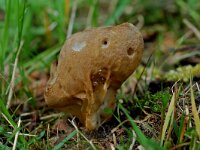 Helvella acetabulum 4, Bokaalkluifzwam, Saxifraga-Willem van Kruijsbergen