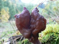 Helvella atra