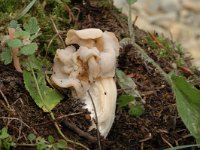 Helvella crispa, White Saddle