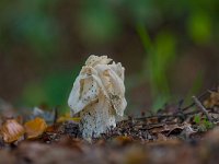 Helvella crispa 10, Witte kluifzwam, Saxifraga-Jan Nijendijk