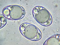 Helvella crispa 13, Witte kluifzwam, Micro, Saxifraga-Lucien Rommelaars