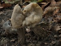 Helvella crispa 15, Witte kluifjeszwam, Saxifraga-Willem van Kruijsbergen