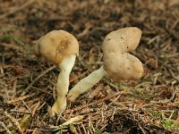 Helvella elastica 3, Holsteelkluifzwam, Saxifraga-Jaap Schelvis