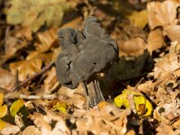Helvella lacunosa 22, Zwarte kluifzwam, Saxifraga-Jan Nijendijk