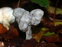 Helvella lacunosa 26, Zwarte kluifzwam, Saxifraga-Foto Fitis-Sytske Dijksen