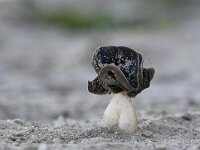 Helvella spadicea 6, Nonnenkapkluifzwam, Saxifraga-Luuk Vermeer