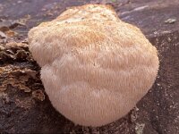 Hericium erinaceus 3, Pruikzwam, Saxifraga-Jan de Laat