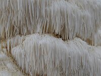 Hericium erinaceus 30, Pruikzwam, Saxifraga-Luuk Vermeer