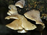 Hohenbuehelia petaloides 2, Saxifraga-Foto Fitis-Sytske Dijksen