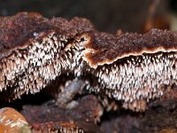Hydnellum concrescens 7, Gezoneerde stekelzwam, Saxifraga-Foto Fitis-Sytske Dijksen