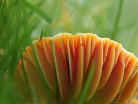 Hygrocybe coccinea 4, Scharlaken wasplaat, Saxifraga-Foto Fitis-Sytske Dijksen