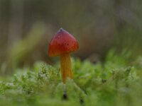 Hygrocybe conica 13, Zwartwordende wasplaat, Saxifraga-Luuk Vermeer
