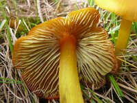 Hygrocybe conica 24, Zwartwordende wasplaat, Saxifraga-Hans Grotenhuis