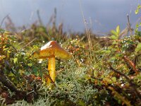 Hygrocybe conica 27, Zwartwordende wasplaat, Saxifraga-Foto Fitis-Sytske Dijksen