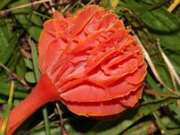 Hygrocybe miniata 23, Vuurzwammetje, Saxifraga-Sytske Dijksen