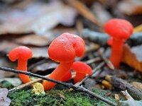 Hygrocybe miniata 24, Gewoon vuurzwammetje, Saxifraga-Tom Heijnen